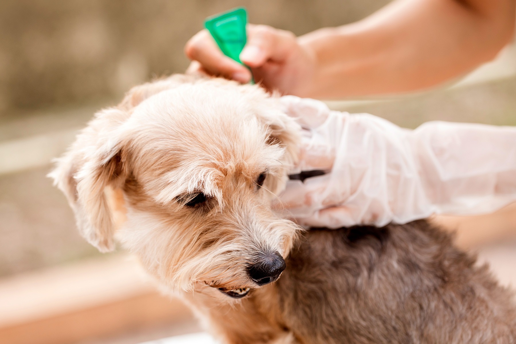 1800x1200_flea_prevention_for_dog_other