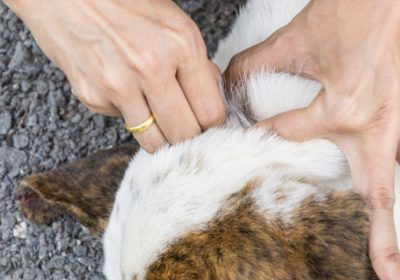 Close up of human hands remove dog adult tick from the fur., dog health care concept. friendship concept. cleaning concept. animal concept.