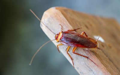 exipest-sydney-brown-cockroach-web