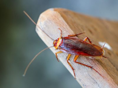 exipest-sydney-brown-cockroach-web